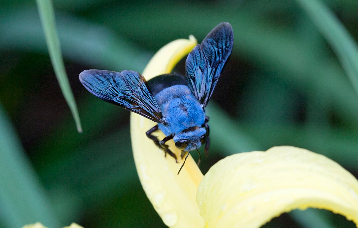 Blue-Carpenter-Bee-Xylocopa-caerulea--budak-Flickr-CC-7e81de5-2
